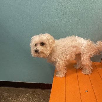 Spot Pet Salon & Wash - Before he got groomed... - Pet Groomers Near Me - Prosper, Texas Spot Pet Salon & Wash - Before he got groomed... - Pet Groomers Near Me - Prosper, Texas