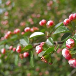 Ogród Botaniczny Uniwersytetu Jagiellońskiego
