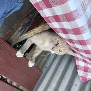 Salty's BBQ & Catering - Mischievous Kitty Kat - Barbeque Near Me - Bakersfield, California
