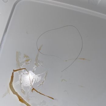 On Rice - disgusting hair found in my food. - Thai Near Me - Bellingham, Washington On Rice - disgusting hair found in my food. - Thai Near Me - Bellingham, Washington