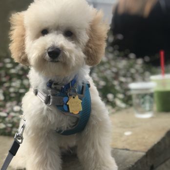K9 Spa - Pet Groomers Near Me - San Francisco, California K9 Spa - Pet Groomers Near Me - San Francisco, California
