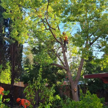 Juniors Tree Service Inc - Safely removing camphor trees so as not to hit power lines. - Tree Services Near Me Juniors Tree Service Inc - Safely removing camphor trees so as not to hit power lines. - Tree Services Near Me