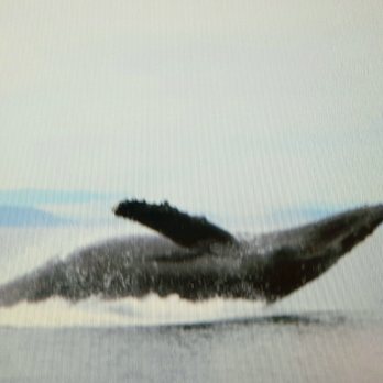 Outer Island Expeditions - Fishing Near Me - Eastsound, Washington