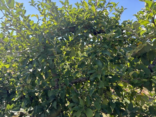 Terhune Orchards by null