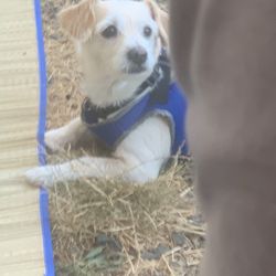 Salmon Shores RV Park - Our baby enjoying the campground.