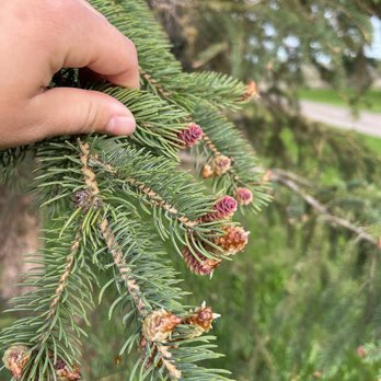 Cowboy Trail Tree Service - Tree Services Near Me - Calgary, Alberta Cowboy Trail Tree Service - Tree Services Near Me - Calgary, Alberta