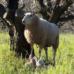 Chaffin Family Orchards - Ewe sheep with lambs in stonefruit orchards