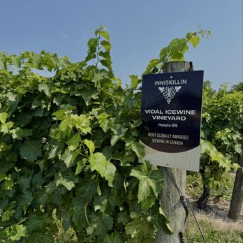 Inniskillin - Wineries Near Me - Niagara-on-the-Lake, Ontario Inniskillin - Wineries Near Me - Niagara-on-the-Lake, Ontario