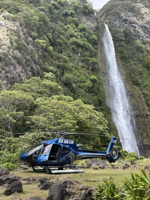 Blue Hawaiian Helicopters by null
