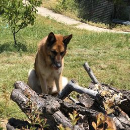 Lutz watching for lizards