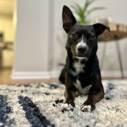 Hoof Woof and Meow Animal Rescue