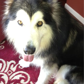 The Pooch Mobile - Now that's what I'm talking about! I love you Roland ....Zeus - Pet Groomers Near Me - Parker, Colorado