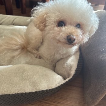 WAGGERS - My dog Teddy :) - Pet Groomers Near Me - Sacramento, California WAGGERS - My dog Teddy :) - Pet Groomers Near Me - Sacramento, California