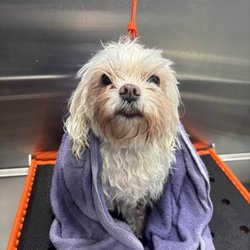 Reeses Luxury Mobile Grooming