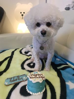 district dog brooklyn