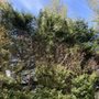 Photo of Washington Tree Experts