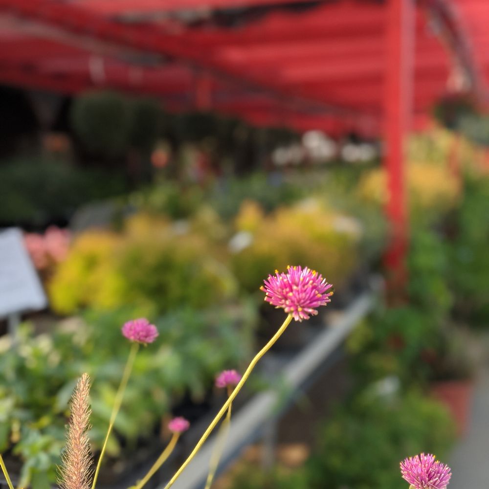 Moritz Flowers Dayton Ohio Best Flower Site