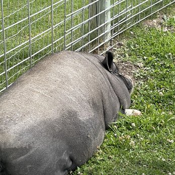 Kangaroo Creek Farm - Pig - Zoos Near Me - Kelowna, British Columbia