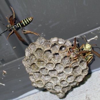 Rex Environmental Pest Control - wasps nest - Pest Control Near Me - New Tripoli, Pennsylvania