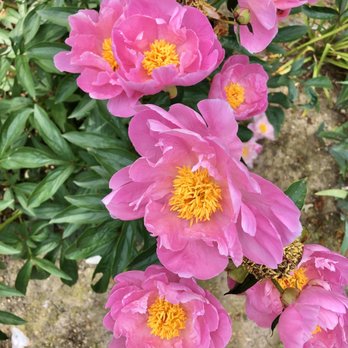 Holcomb Gardens - Beautiful flowers - Parks Near Me - Indianapolis, Indiana Holcomb Gardens - Beautiful flowers - Parks Near Me - Indianapolis, Indiana
