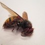 Bug King Pest Solutions