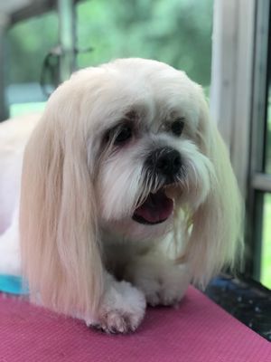 PUP CULTURE DOG GROOMING - Pet Groomers - Ocala, FL - Phone Number - Yelp