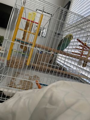 Birds & More by null