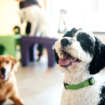 Dogtopia - Pet Boarding Near Me - San Antonio, Texas