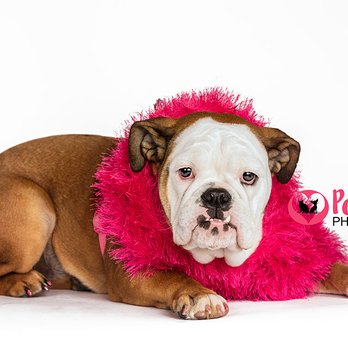 Pet Love Photography - Portable studio bulldog portrait. - Pet Photography Near Me Pet Love Photography - Portable studio bulldog portrait. - Pet Photography Near Me