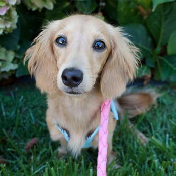 Crown Dachshunds - Little miss Latte! - Pet Breeders Near Me - Loma Linda, California Crown Dachshunds - Little miss Latte! - Pet Breeders Near Me - Loma Linda, California
