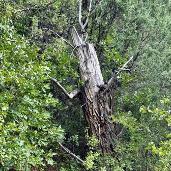 Ridgway State Park - August 12, 2026 -Almost expected this tree to jump out and chase us. - Parks Near Me - Ridgway, Colorado Ridgway State Park - August 12, 2026 -Almost expected this tree to jump out and chase us. - Parks Near Me - Ridgway, Colorado