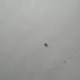 Bug that I found in my bed Bug that I found in my bed