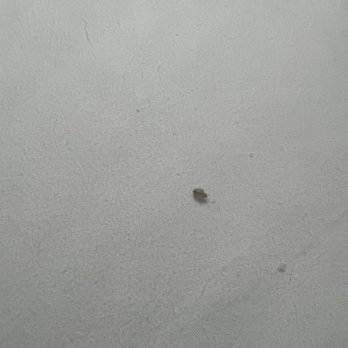 Teton West Motel - Bug that I found in my bed - Hotels Near Me - Driggs, Idaho Teton West Motel - Bug that I found in my bed - Hotels Near Me - Driggs, Idaho