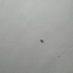 Teton West Motel - Bug that I found in my bed
