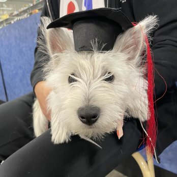 PetSmart - Graduation day (puppy level 1) - Pet Training Near Me - Fountain Valley, California PetSmart - Graduation day (puppy level 1) - Pet Training Near Me - Fountain Valley, California