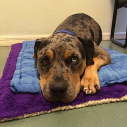 Veterinary Acupuncture and Complementary Therapy