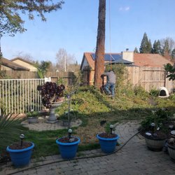 Lopez Tree Service - Removal of redwood tree. Lopez Tree Service