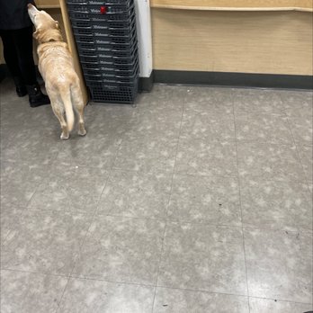 Walgreens - Cute dog. Looks like golden retriever - Drugstores Near Me - Los Angeles, California Walgreens - Cute dog. Looks like golden retriever - Drugstores Near Me - Los Angeles, California