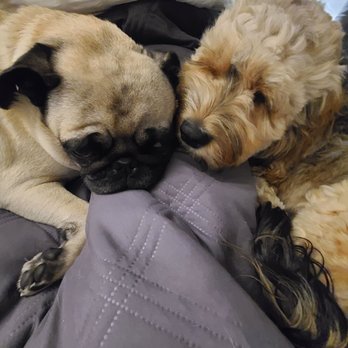 Crow Canyon Pet Sitting - My rascals that love Marcus - Dog Walkers Near Me - San Ramon, California Crow Canyon Pet Sitting - My rascals that love Marcus - Dog Walkers Near Me - San Ramon, California