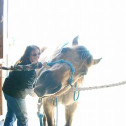 Ironhorse Farm