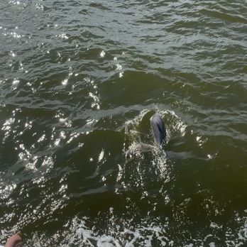 Southern Rose Dolphin Cruises - Boat Charters Near Me Southern Rose Dolphin Cruises - Boat Charters Near Me