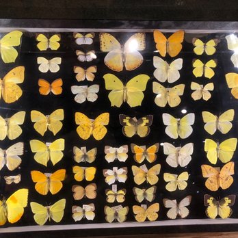 Discovery Place Science - Butterflies - Museums Near Me - Charlotte, North Carolina