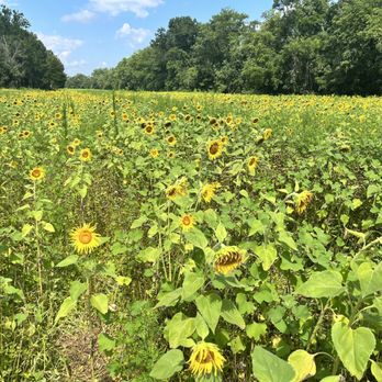 McKee-Besher WMA - 8/1/ 2022-Sunflowers - Parks Near Me McKee-Besher WMA - 8/1/ 2022-Sunflowers - Parks Near Me