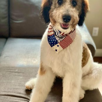 Styles Pet Grooming - Groomed doodle - Pet Groomers Near Me - Yucaipa, California Styles Pet Grooming - Groomed doodle - Pet Groomers Near Me - Yucaipa, California