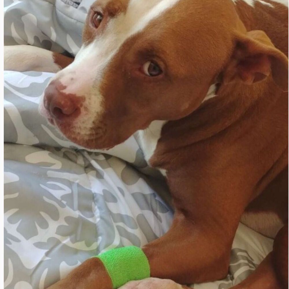 BeLoved Pet Sitting - Pet Sitting Near Me - San Diego, California BeLoved Pet Sitting - Pet Sitting Near Me - San Diego, California