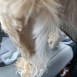 Greenfield Animal Hospital - Bald area on back leg