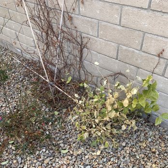 Showcase Landcare Services - Dead or dying plants - Landscaping Near Me - Las Vegas, Nevada