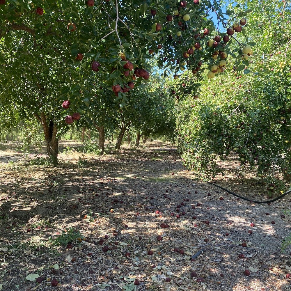 TOP 10 BEST Apple Orchards near Big Bear Lake, CA 92315 - Updated 2026 -  Yelp