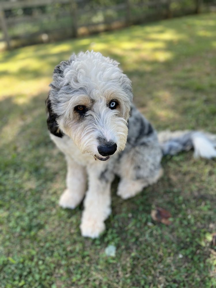Applewood Boarding Kennels - pet boarding facility in Culpeper, VA