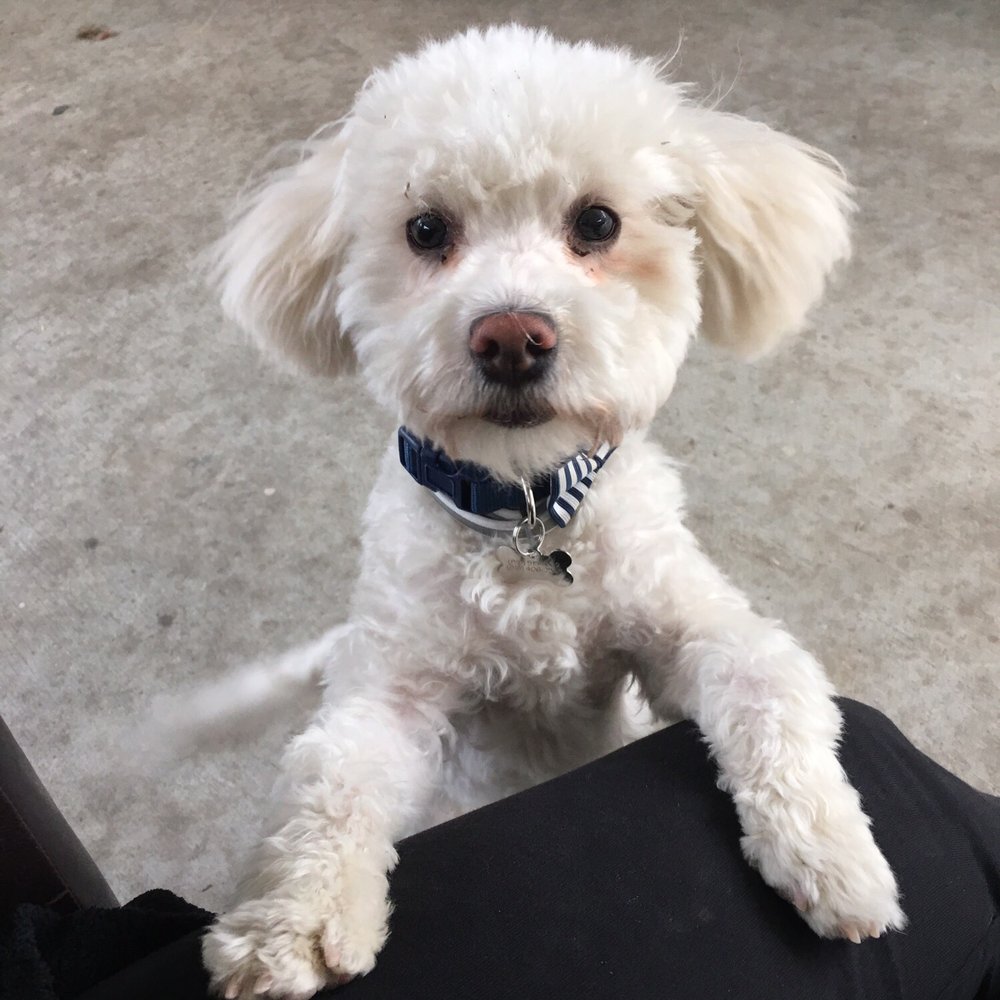 Pet Cuts - Toby - Pet Groomers Near Me - North Hills, California Pet Cuts - Toby - Pet Groomers Near Me - North Hills, California